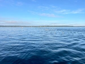 Puget Sound